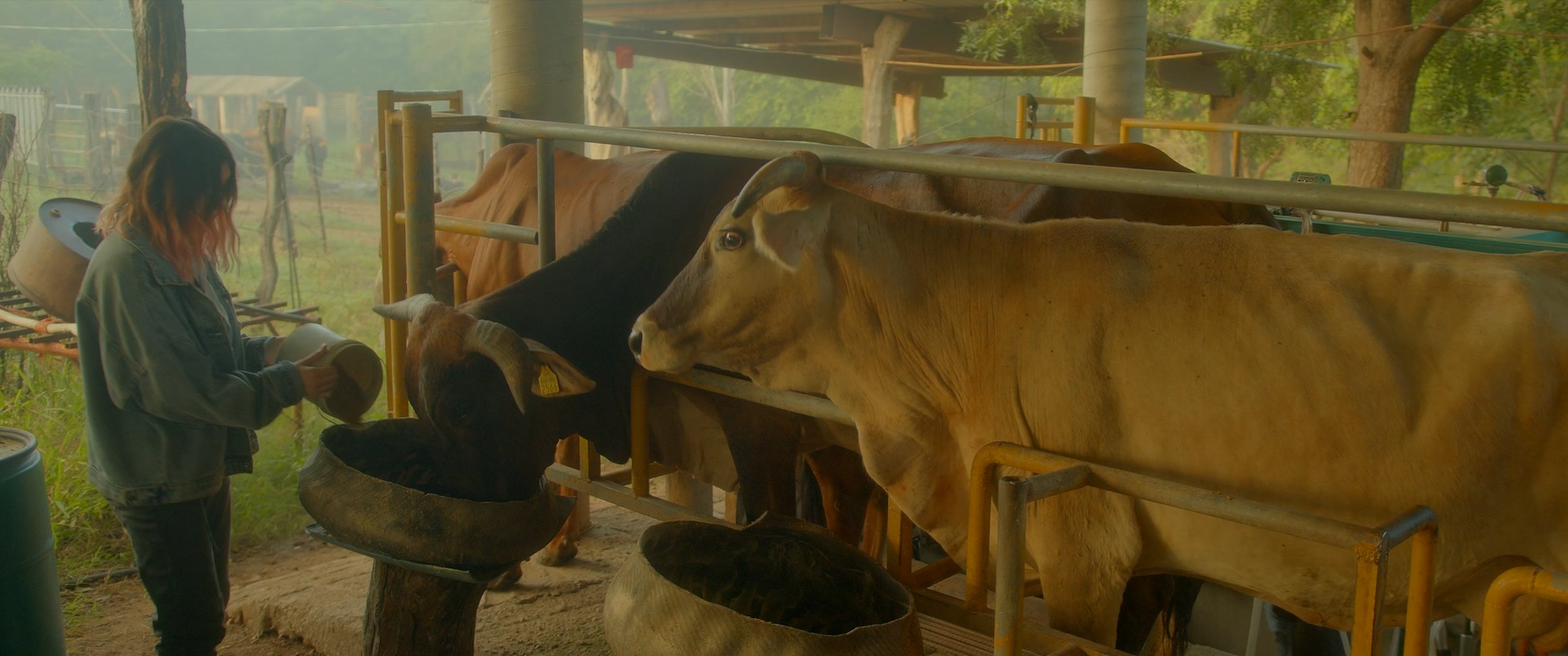 El Queso Ancestral de Sinaloa